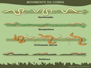 • Sem patas (ápodes); 
• Corpo alongado, coberto por escamas ; 
• Carnívoros; 
• Mandíbula flexível; 
• Trocam de pele a medida que crescem ; 
• Não possuem pálpebras móveis; 
• Não possuem bexiga, expelindo a urina juntamente com as fezes, 
através da cloaca. 
• Podem ser aquáticos ou terrestres 
Sentidos: 
• Visão ruim; 
• Não possuem ouvido externo; 
• Língua bifurcada para captar partículas de odor; 
• Órgão de Jacobson. 
 