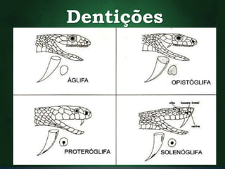 Dentições 
 