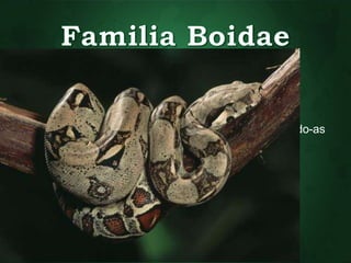 • Jibóias, sucuris e salamantas 
• Dentição áglifa 
• Constritoras 
• Matam as presas enrolando-se nelas e esmagando-as 
• Parada cardíaca ou respiratória 
 