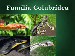 • Dentição áglifa 
• Cerca de 34 espécies no Brasil 
• Ovíparos 
• Matam suas presas pela mordida 
 