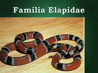 • Corais-verdadeiros 
• Dentição proleróglifa 
• Soro utilizado em caso de acidentes 
• Anti-elapídico 
 