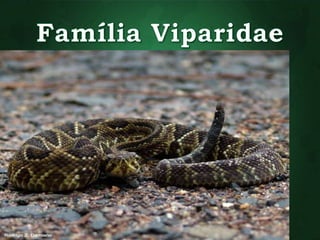 • Dentição solenóglifa 
• Apresentam fossetas loreais 
• Responsáveis pela grande maioria dos acidentes 
ofídicos no Brasil 
• Três principais gêneros 
• Surucucu pico-de-jaca 
• Cascavel 
• Caiçaca 
 