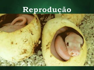 • Fertilização interna por meio de hemipenis bifurcados; 
• O hemipenis pode comportar espinhos ou ganchos, para 
ancorar o macho dentro da fêmea; 
• Ovovivíparos ; 
• Ovíparos; 
• Vivíparos. 
 