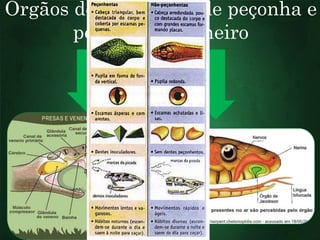 Órgãos de inoculação de peçonha e 
percepção de cheiro 
 