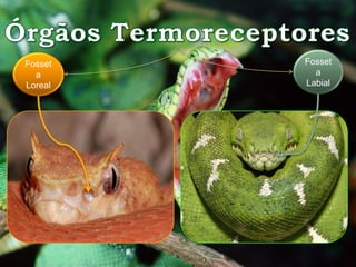 Fosset 
a 
Loreal 
Fosset 
a 
Labial 
 