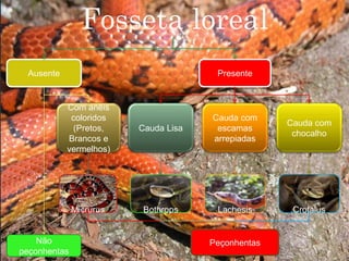 Fosseta loreal 
Ausente Presente 
Com anéis 
coloridos 
(Pretos, 
Brancos e 
vermelhos) 
Cauda Lisa 
Cauda com 
escamas 
arrepiadas 
Cauda com 
chocalho 
Micrurus Bothrops Lachesis Crotalus 
Não 
peçonhentas 
Peçonhentas 
 