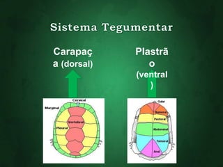 Carapaç 
a (dorsal) 
Plastrã 
o 
(ventral 
) 
 