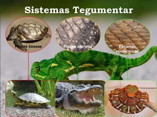 Sistemas Tegumentar 
Placas ósseas Placas córneas Escamas 
epidérmicas 
 