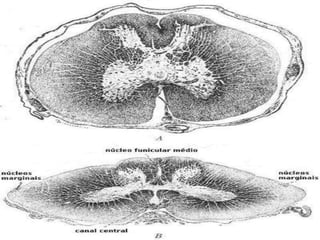 • O sistema nervoso dos répteis contém a mesma base do 
cérebro do anfíbio, mas cérebro e cerebelo do réptil são 
ligeiramente maiores. A maioria dos sentidos típicos são 
bem desenvolvidos, com algumas exceções. Há doze 
pares de nervos cranianos. 
 