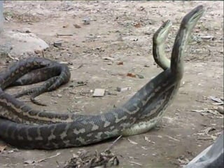 • Sist. Reprodutor feminino com dois ovários e dois 
ovidutos; 
• Sist. Reprodutor masculino com testículos, onde 
amadurecem os espermatozóides; 
• Fecundação interna; 
 