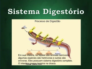 Em sua maioria, os répteis são animais carnívoros; 
algumas espécies são herbívoras e outras são 
onívoras. Eles possuem sistema digestório completo. 
O intestino grosso termina na cloaca. 
 