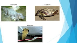 Crocodilia Quelônios
Squamata
 