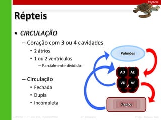 Répteis
Répteis
• CIRCULAÇÃO
– Coração com 3 ou 4 cavidades
• 2 átrios
• 1 ou 2 ventrículos
– Parcialmente dividido
– Circulação
• Fechada
• Dupla
• Incompleta Órgãos
Pulmões
V
Ciências – 7º ano Ens. Fundamental 4º Bimestre Profa. Rebeca Vale
AD AE
VD VE
 