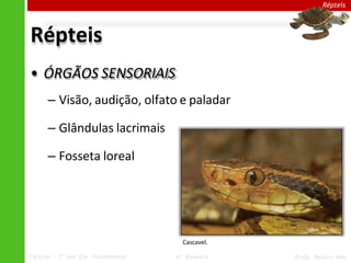 Répteis
Répteis
• ÓRGÃOS SENSORIAIS
– Visão, audição, olfato e paladar
– Glândulas lacrimais
– Fosseta loreal
Cascavel.
Ciências – 7º ano Ens. Fundamental 4º Bimestre Profa. Rebeca Vale
 