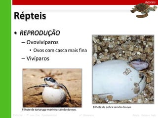Répteis
Répteis
• REPRODUÇÃO
– Ovovivíparos
• Ovos com casca mais fina
– Vivíparos
Filhote de cobra saindo do ovo.
Filhote de tartaruga-marinha saindo do ovo.
Ciências – 7º ano Ens. Fundamental 4º Bimestre Profa. Rebeca Vale
 