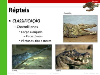 Répteis
• CLASSIFICAÇÃO
– Crocodilianos
• Corpo alongado
– Placas córneas
• Pântanos, rios e mares
Répteis
Gavial. Jacaré.
Crocodilo.
Ciências – 7º ano Ens. Fundamental 4º Bimestre Profa. Rebeca Vale
 