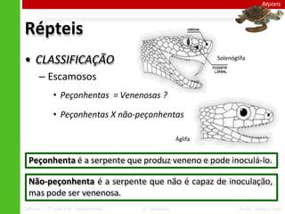 Répteis
• CLASSIFICAÇÃO
– Escamosos
• Peçonhentas = Venenosas ?
• Peçonhentas X não-peçonhentas
Répteis
Peçonhenta é a serpente que produz veneno e pode inoculá-lo.
Não-peçonhenta é a serpente que não é capaz de inoculação,
mas pode ser venenosa.
Áglifa
Ciências – 7º ano Ens. Fundamental 4º Bimestre Profa. Rebeca Vale
Solenóglifa
 