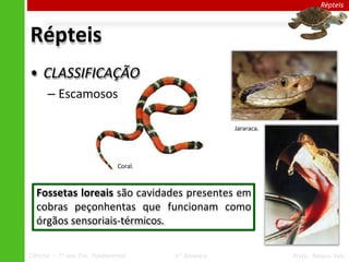 Répteis
• CLASSIFICAÇÃO
– Escamosos
Répteis
Coral.
Jararaca.
Fossetas loreais são cavidades presentes em
cobras peçonhentas que funcionam como
órgãos sensoriais-térmicos.
Ciências – 7º ano Ens. Fundamental 4º Bimestre Profa. Rebeca Vale
 