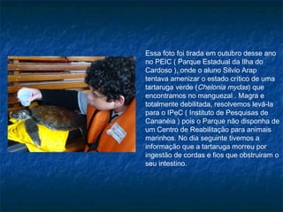 Essa foto foi tirada em outubro desse ano
no PEIC ( Parque Estadual da Ilha do
Cardoso ), onde o aluno Silvio Arap
tentava amenizar o estado crítico de uma
tartaruga verde (Chelonia mydas) que
encontramos no manguezal . Magra e
totalmente debilitada, resolvemos levá-la
para o IPeC ( Instituto de Pesquisas de
Cananéia ) pois o Parque não disponha de
um Centro de Reabilitação para animais
marinhos. No dia seguinte tivemos a
informação que a tartaruga morreu por
ingestão de cordas e fios que obstruiram o
seu intestino.
 