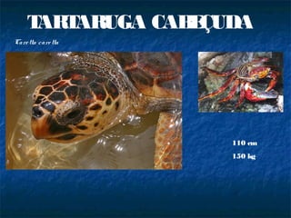 TARTARUGA CAB ÇUDA
                  E
Care tta care tta




                     110 cm
                     150 kg
 