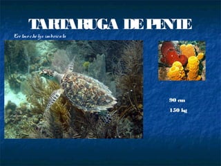 TARTARUGA DE P NT
                     E E
Ere tmo che lys imbricata




                            90 cm
                            150 kg
 
