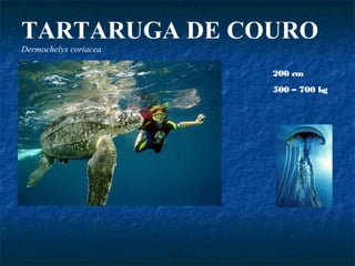 TARTARUGA DE COURO
Dermochelys coriacea

                       200 cm
                       500 – 700 kg
 