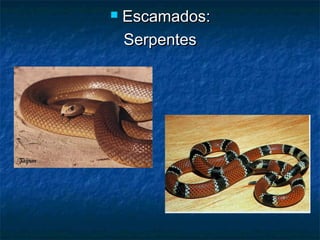    Escamados:
    Serpentes
 