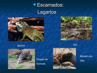    Escamados:
             Lagartos




Iguana                    teiú



                                 Monstro de
             Dragão de
                                 Gila
             Komodo
 