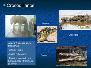    Crocodilianos:


                                Jacaré




                                         Crocodilo


    jacaré Purussaurus
    brasiliensis
    •Crânio: 1,30 m
    •Adulto: 18 metros         Gavial
    • Fóssil encontrado em
    1986 no Acre ( 8 milhões
    de anos)
 