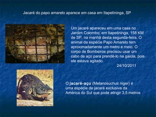 Jacaré do papo amarelo aparece em casa em Itapetininga, SP


                         Um jacaré apareceu em uma casa no
                         Jardim Colombo, em Itapetininga, 158 KM
                         de SP, na manhã desta segunda-feira. O
                         animal da espécie Papo Amarelo tem
                         aproximadamente um metro e meio. O
                         corpo de Bombeiros precisou usar um
                         cabo de aço para prendê-lo na gaiola, pois
                         ele estava agitado.
                                                  24/10/2011



                      O jacaré-açu (Melanosuchus niger) é
                      uma espécie de jacaré exclusiva da
                      América do Sul que pode atingir 3,5 metros
 