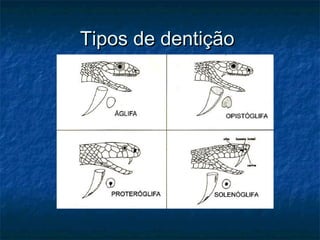 Tipos de dentição
 