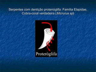 Serpentes com dentição protenóglifa: Família Elapidae,
        Cobra-coral verdadeira (Micrurus sp)
 