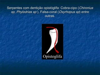 Serpentes com dentição opistóglifa: Cobra-cipo (Chironius
  sp, Phylodrias sp ), Falsa-coral (Oxyrhopus sp) entre
                          outras.
 