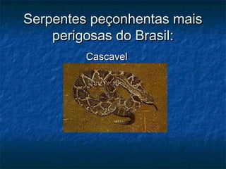 Serpentes peçonhentas mais
    perigosas do Brasil:
         Cascavel
 
