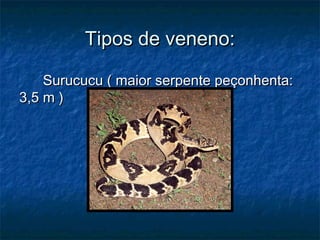 Tipos de veneno:

    Surucucu ( maior serpente peçonhenta:
3,5 m )
 