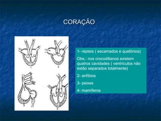 CORAÇÃO



   1- répteis ( escamados e quelônios)
   Obs.: nos crocodilianos existem
   quatros cavidades ( ventrículos não
   estão separados totalmente)
   2- anfíbios
   3- peixes
   4- mamíferos
 