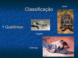 Jabuti

                 Classificação


   Quelônios:
                         Cágado




                   Tartaruga
 