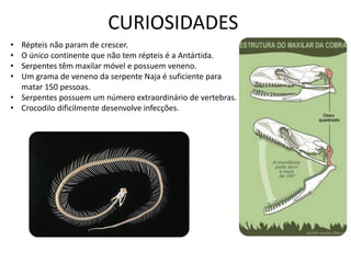 CURIOSIDADES 
•Répteis não param de crescer. 
•O único continente que não tem répteis é a Antártida. 
•Serpentes têm maxilar móvel e possuem veneno. 
•Um grama de veneno da serpente Naja é suficiente para matar 150 pessoas. 
•Serpentes possuem um número extraordinário de vertebras. 
•Crocodilo dificilmente desenvolve infecções. 