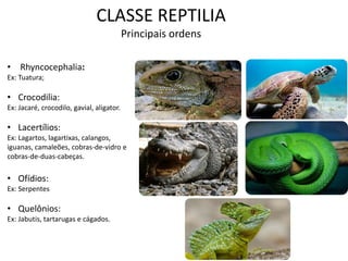 CLASSE REPTILIA Principais ordens 
•Rhyncocephalia: Ex: Tuatura; 
•Crocodilia: Ex: Jacaré, crocodilo, gavial, aligator. 
•Lacertílios: Ex: Lagartos, lagartixas, calangos, iguanas, camaleões, cobras-de-vidro e cobras-de-duas-cabeças. 
•Ofídios: Ex: Serpentes 
•Quelônios: Ex: Jabutis, tartarugas e cágados.  