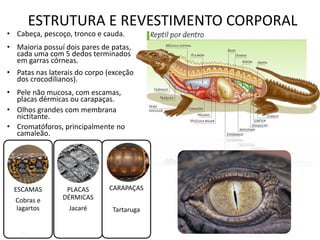 ESTRUTURA E REVESTIMENTO CORPORAL 
•Cabeça, pescoço, tronco e cauda. 
•Maioria possuí dois pares de patas, cada uma com 5 dedos terminados em garras córneas. 
•Patas nas laterais do corpo (exceção dos crocodilianos). 
•Pele não mucosa, com escamas, placas dérmicas ou carapaças. 
•Olhos grandes com membrana nictitante. 
•Cromatóforos, principalmente no camaleão. 
ESCAMAS 
Cobras e lagartos 
PLACAS DÉRMICAS Jacaré 
CARAPAÇAS 
Tartaruga  