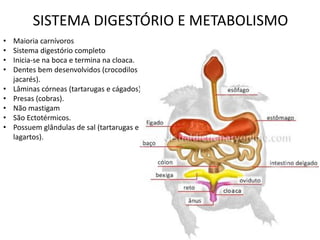 SISTEMA DIGESTÓRIO E METABOLISMO 
•Maioria carnívoros 
•Sistema digestório completo 
•Inicia-se na boca e termina na cloaca. 
•Dentes bem desenvolvidos (crocodilos e jacarés). 
•Lâminas córneas (tartarugas e cágados). 
•Presas (cobras). 
•Não mastigam 
•São Ectotérmicos. 
•Possuem glândulas de sal (tartarugas e lagartos).  
