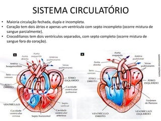 SISTEMA CIRCULATÓRIO 
•Maioria circulação fechada, dupla e incompleta. 
•Coração tem dois átrios e apenas um ventrículo com septo incompleto (ocorre mistura de sangue parcialmente). 
•Crocodilianos tem dois ventrículos separados, com septo completo (ocorre mistura de sangue fora do coração).  