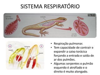 SISTEMA RESPIRATÓRIO 
•Respiração pulmonar. 
•Tem capacidade de contrair e expandir a caixa torácica forçando a entrada e saída de ar dos pulmões. 
•Algumas serpentes o pulmão esquerdo é atrofiado e o direito é muito alongado.  