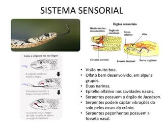 SISTEMA SENSORIAL 
•Visão muito boa. 
•Olfato bem desenvolvido, em alguns grupos. 
•Duas narinas. 
•Epitélio olfativo nas cavidades nasais. 
•Serpentes possuem o órgão de Jacobson. 
•Serpentes podem captar vibrações do solo pelos ossos do crânio. 
•Serpentes peçonhentas possuem a fosseta nasal.  