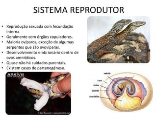 SISTEMA REPRODUTOR 
•Reprodução sexuada com fecundação interna. 
•Geralmente com órgãos copuladores. 
•Maioria ovíparos, exceção de algumas serpentes que são ovovíparas. 
•Desenvolvimento embrionário dentro de ovos amnióticos. 
•Quase não há cuidados parentais. 
•Existem casos de partenogénese.  
