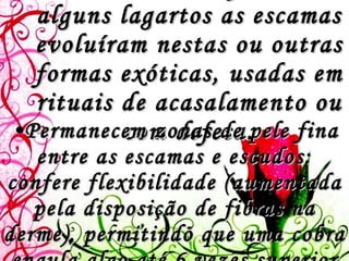 “ cristas“ ou "chifres“: em alguns lagartos as escamas evoluíram nestas ou outras formas exóticas, usadas em rituais de acasalamento ou com defesa. Permanecem zonas de pele fina entre as escamas e escudos: confere flexibilidade (aumentada pela disposição de fibras na derme), permitindo que uma cobra engula algo até 6 vezes superior ao diâmetro do seu corpo.   