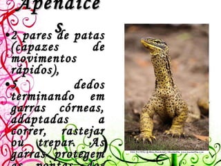 Apêndices 2 pares de patas (capazes de movimentos rápidos),  5 dedos terminando em garras córneas, adaptadas a correr, rastejar ou trepar. As garras protegem as pontas dos dedos e ajudam á locomoção em meios ásperos.     