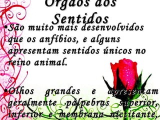 Órgãos dos Sentidos São muito mais desenvolvidos que os anfíbios, e alguns apresentam sentidos únicos no reino animal.    Olhos grandes e apresentam geralmente pálpebras superior, inferior e membrana nictitante, (excepto nas cobras onde são cobertos por uma cutícula transparente).  