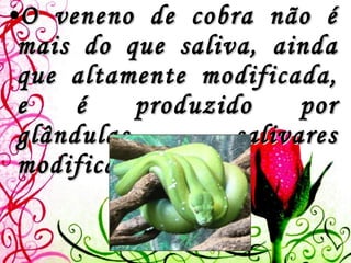 O veneno de cobra não é mais do que saliva, ainda que altamente modificada, e é produzido por glândulas salivares modificadas.    