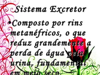 Sistema Excretor Composto por rins metanéfricos, o que reduz grandemente a perda de água pela urina, fundamental em meio seco.  